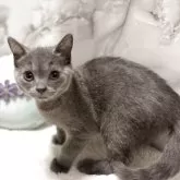 スコティッシュフォールド(立ち耳)【静岡県・男の子・2025年8月13日・ショート】の写真14