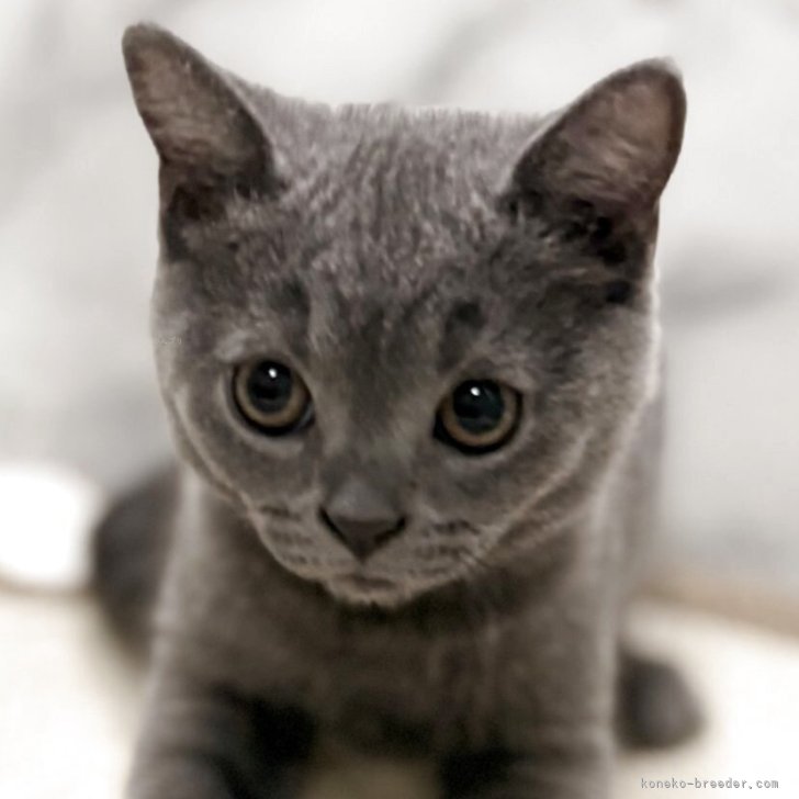 ブリーダー画像