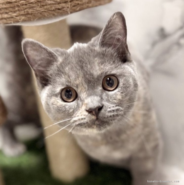 ブリーダー画像