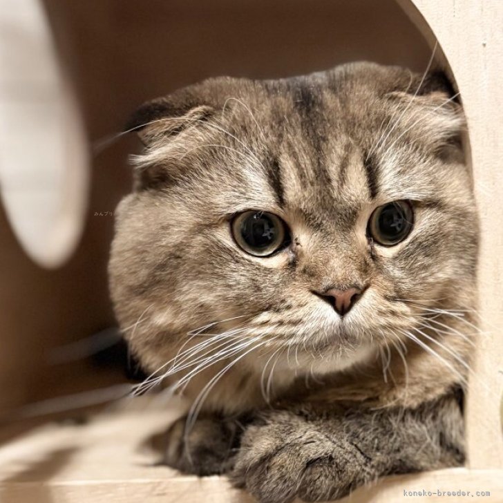 ブリーダー画像