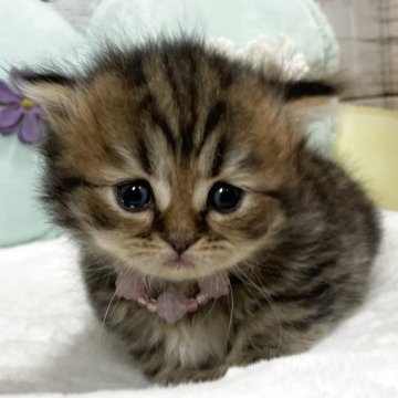 ブリティッシュ×ペルシャ(チンチラ)mix【静岡県・女の子・2025年10月4日・ブラウンタビー（ロング）】の写真「ブリティッシュ×ペルシャ(チンチラ)mixです🩷」