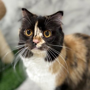 スコティッシュフォールド(立ち耳)【静岡県・女の子・2024年4月2日・キャリコ（セミロング）】の写真「両親共に全ての遺伝子検査項目クリアしてます✨」