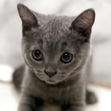 スコティッシュフォールド(立ち耳)【静岡県・男の子・2025年8月13日・ショート（ブルー）】の写真「両親共に全ての遺伝子検査項目クリアしてます✨」