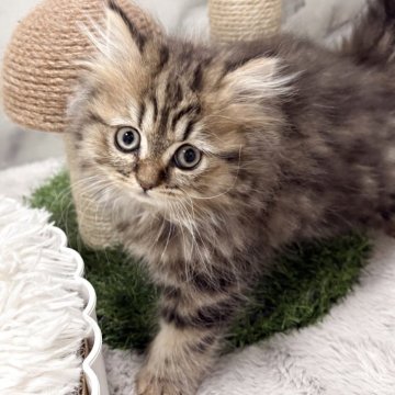 ブリティッシュ×ペルシャ(チンチラ)mix【静岡県・女の子・2025年10月4日・ブラウンタビー（ロング）】の写真「ブリティッシュ×ペルシャ(チンチラ)mixです🩷」