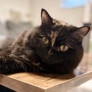 スコティッシュフォールド(立ち耳)【静岡県・女の子・2024年4月27日・トーティー(セミロング)】の写真「両親共に全ての遺伝子検査項目クリアしてます🤍」