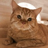 スコティッシュフォールド(立ち耳)