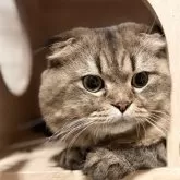 スコティッシュ×ペルシャ(チンチラ)MIX【静岡県・男の子・2025年1月23日・ブラウンタビー】の写真1「スコティッシュ×ペルシャ(チンチラ)MIXブラウンタビーの折れ耳男の子🩵🤍」