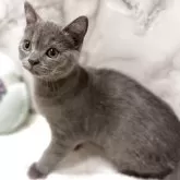 スコティッシュフォールド(立ち耳)【静岡県・男の子・2025年8月13日・ショート】の写真1「毛色ブルー おっとりマイペースな男の子です💚」