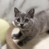 スコティッシュフォールド(立ち耳)