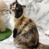 スコティッシュフォールド(立ち耳)【静岡県・女の子・2024年4月2日・キャリコ】の写真2「フワフワな毛並みが綺麗です💚🤍」