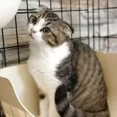 チンチラ×スコティッシュMIX【静岡県・男の子・2025年6月29日・ブラウンタビー&ホワイト】の写真2