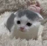 スコティッシュフォールド(折れ耳)【静岡県・男の子・2024年12月9日・ブルー&ホワイト】の写真3