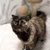 スコティッシュフォールド(立ち耳)【静岡県・女の子・2024年4月2日・トーティーシェル】の写真3