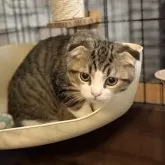 チンチラ×スコティッシュMIX【静岡県・男の子・2025年6月29日・ブラウンタビー&ホワイト】の写真4