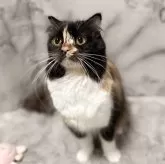 スコティッシュフォールド(立ち耳)【静岡県・女の子・2024年4月2日・キャリコ】の写真4