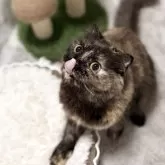 スコティッシュフォールド(立ち耳)【静岡県・女の子・2024年4月2日・トーティーシェル】の写真5