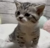 スコティッシュフォールド(立ち耳)【静岡県・男の子・2025年2月7日・シルバータビー&ホワイト】の写真5