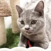 スコティッシュフォールド(立ち耳)【静岡県・女の子・2025年8月13日・ブルークリーム】の写真5