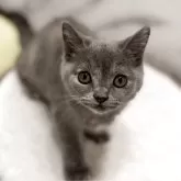 スコティッシュフォールド(立ち耳)【静岡県・女の子・2025年8月13日・ブルークリーム】の写真5