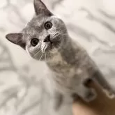 スコティッシュフォールド(立ち耳)【静岡県・女の子・2025年8月13日・ブルークリーム】の写真6