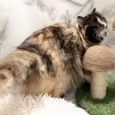 スコティッシュフォールド(立ち耳)【静岡県・女の子・2024年4月2日・キャリコ】の写真6