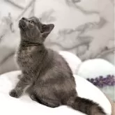 スコティッシュフォールド(立ち耳)【静岡県・女の子・2025年8月13日・ブルークリーム】の写真7