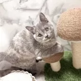 スコティッシュフォールド(立ち耳)【静岡県・女の子・2025年8月13日・ブルークリーム】の写真8