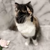 スコティッシュフォールド(立ち耳)【静岡県・女の子・2024年4月2日・キャリコ】の写真8