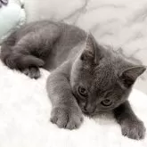 スコティッシュフォールド(立ち耳)【静岡県・男の子・2025年8月13日・ショート】の写真9