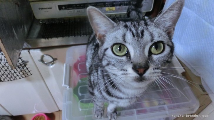 アメリカンショートヘア【・女の子・2023年10月28日・シルバータビー】「サクラちゃんです」