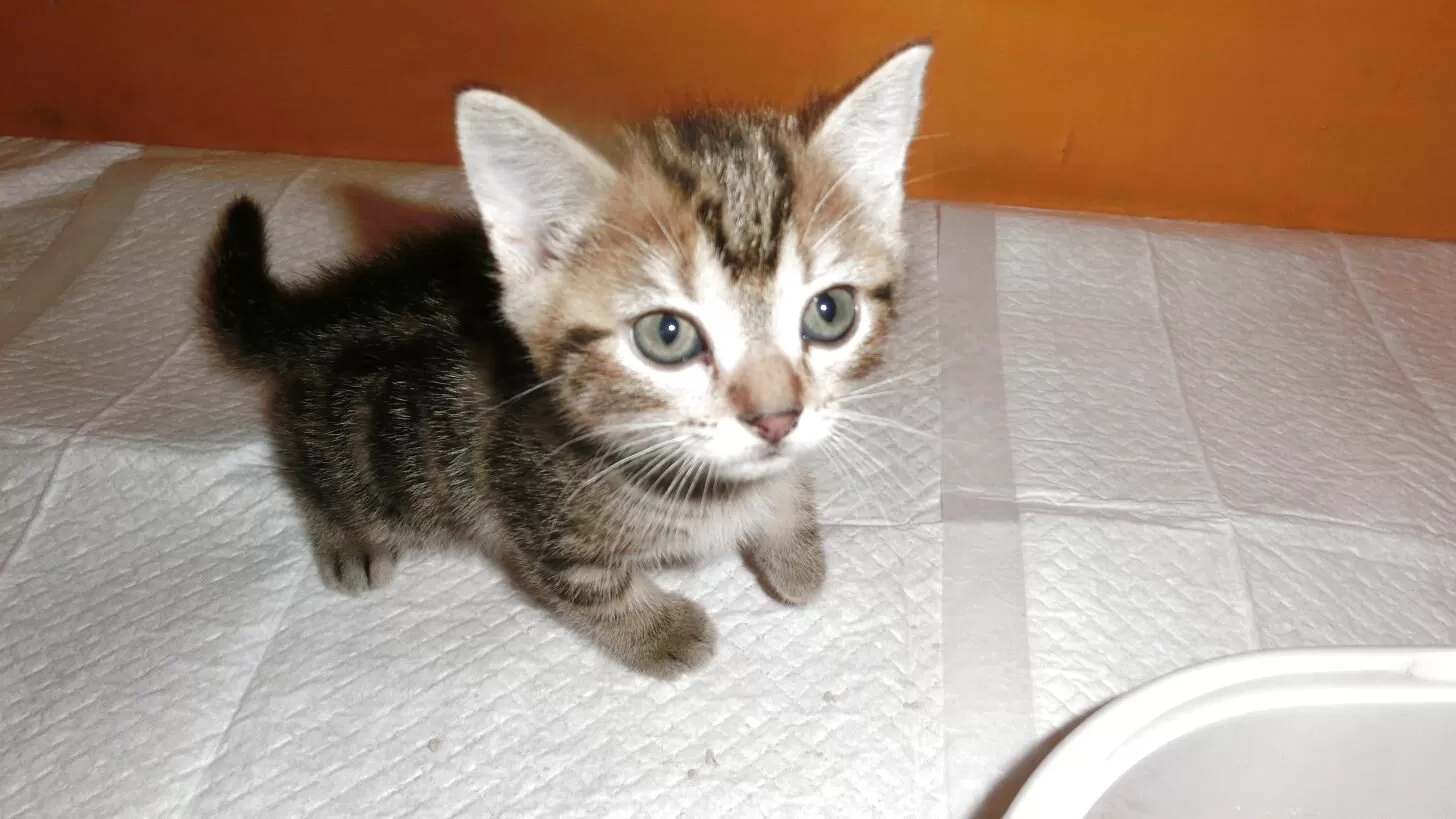 ID：2507-02659の子猫