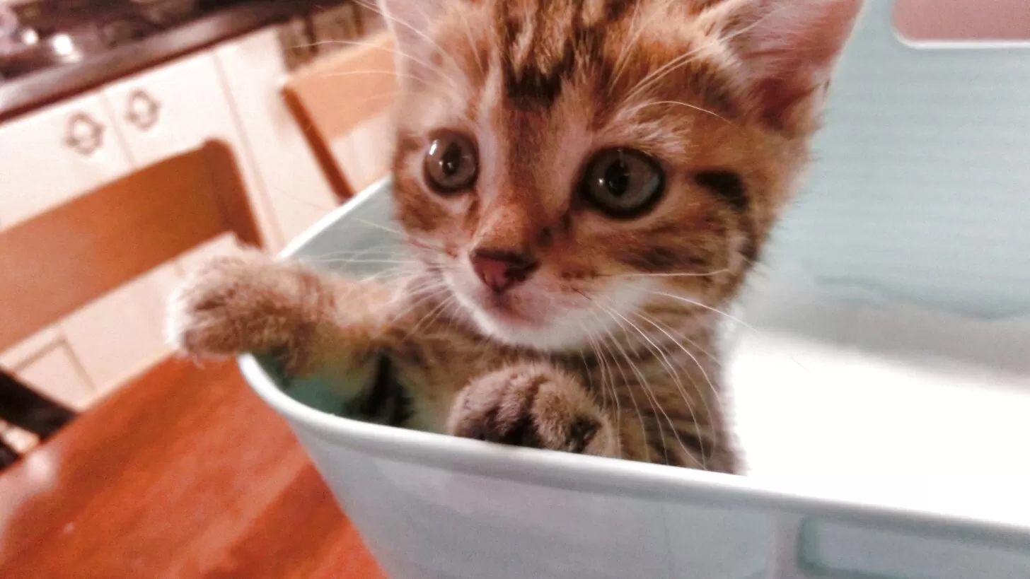 ID:2507-02688の子猫