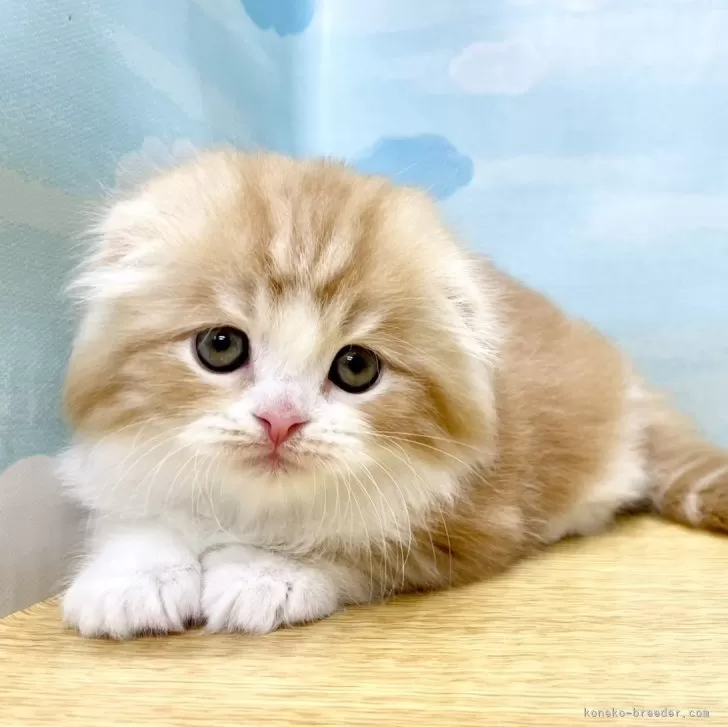 ID：2404-00009の子猫