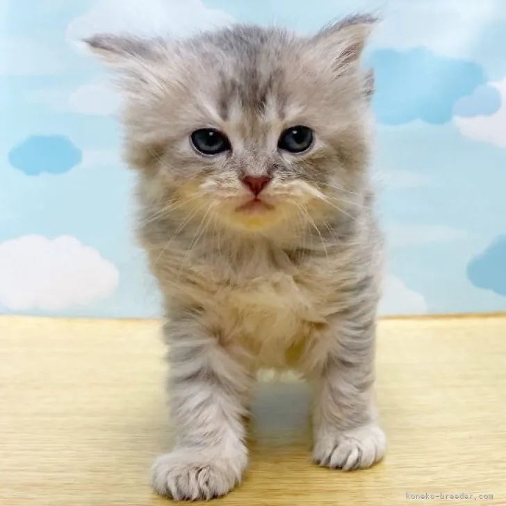 ID:2306-00643の子猫