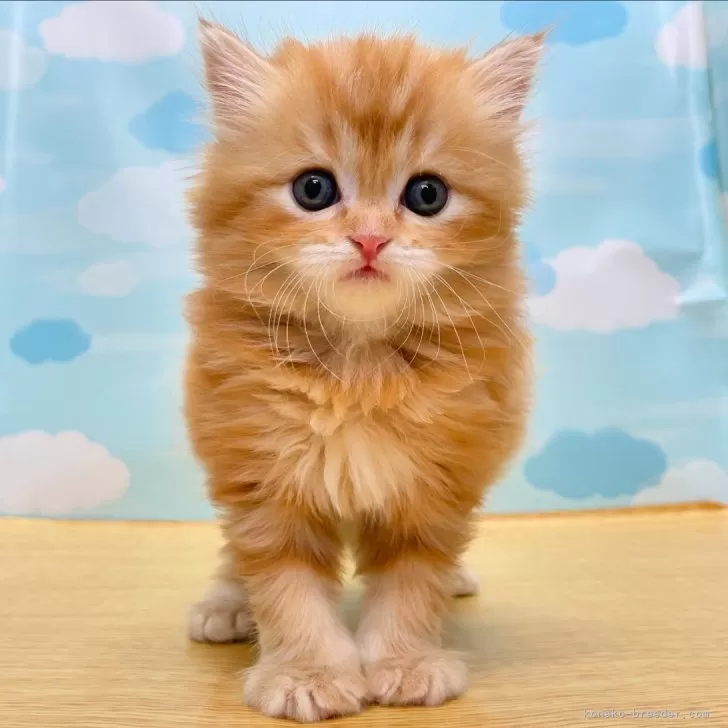 ID：2406-00697の子猫