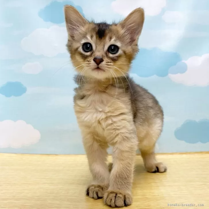 ID:2401-00045の子猫