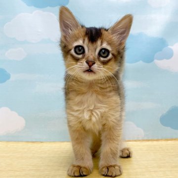 ソマリ【東京都・女の子・2023年11月19日・ルディ】の写真「⭐️小柄で大きな瞳が美しい美猫ちゃん⭐️」