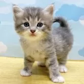 サイベリアン【東京都・男の子・2024年8月24日・ブルータビー&ホワイト】の写真1