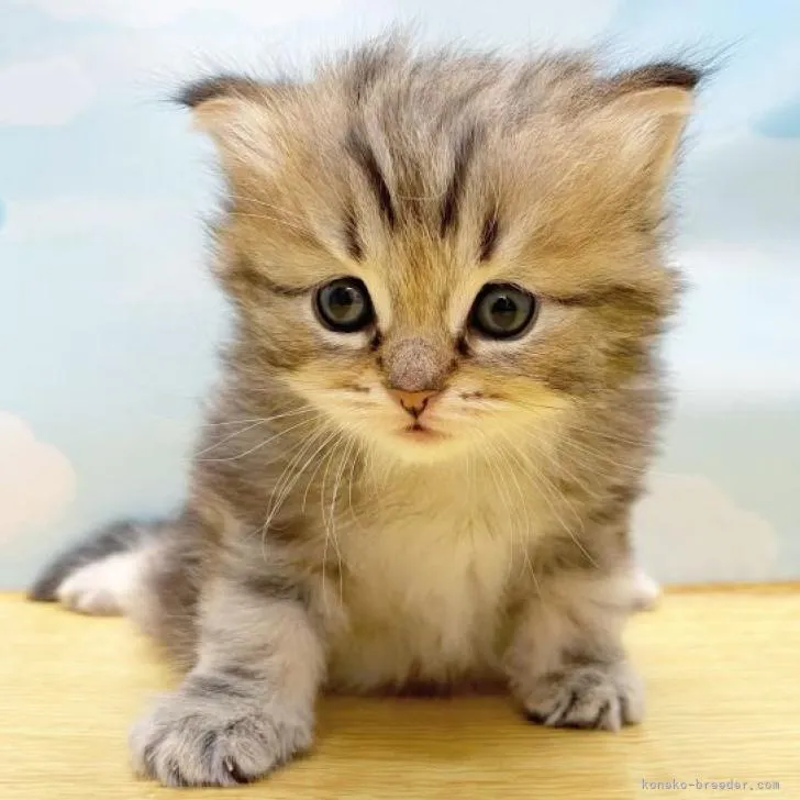 ID:2212-01582の子猫