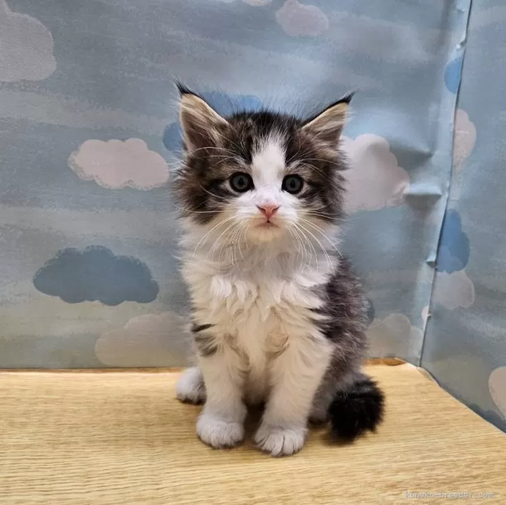 ID：2503-00432の子猫
