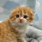 スコティッシュフォールド(折れ耳)【東京都・男の子・2025年8月1日・レッドタビー&ホワイト】の写真1