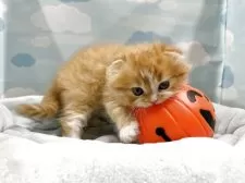 スコティッシュフォールド(折れ耳)【東京都・男の子・2025年8月1日・レッドタビー&ホワイト】の写真4