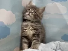 サイベリアン【東京都・男の子・2025年2月15日・ブルータビー】の写真5