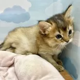 ソマリ【東京都・男の子・2025年9月13日・ルディ】の写真4