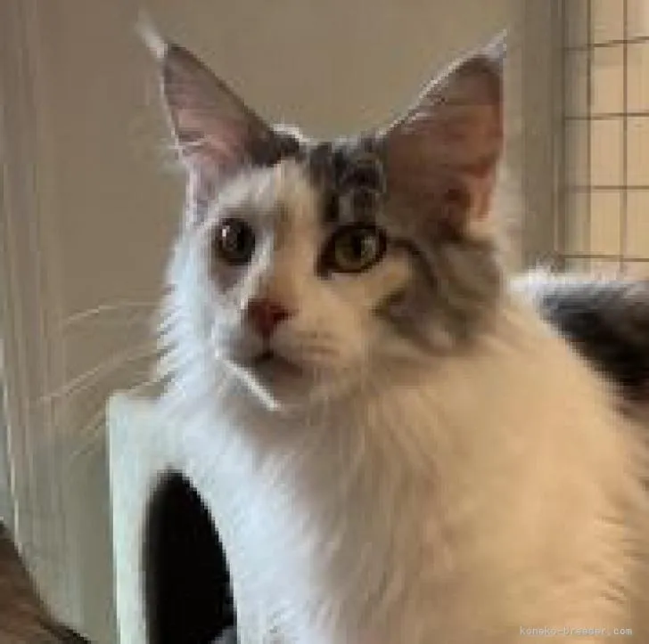 ID：2301-00629の子猫