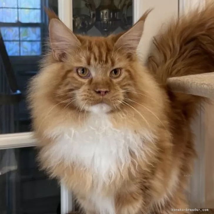 ID:2312-02847の子猫