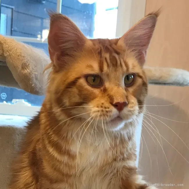 ID：2106-00581の子猫