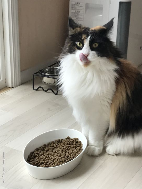 Eri 様のお迎えした子猫