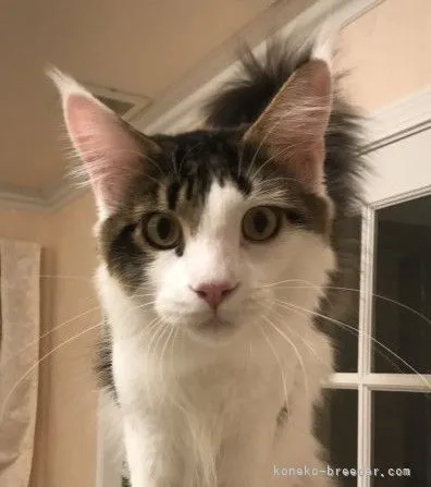 ID：2109-02829の子猫