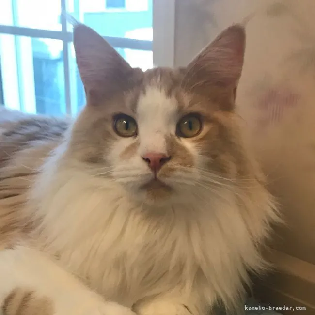 YA 様のお迎えした子猫